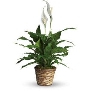 Spathiphyllum