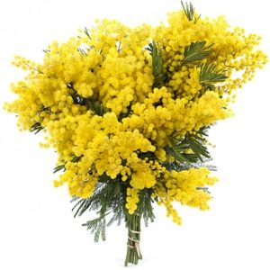 Mazzolino di Mimosa